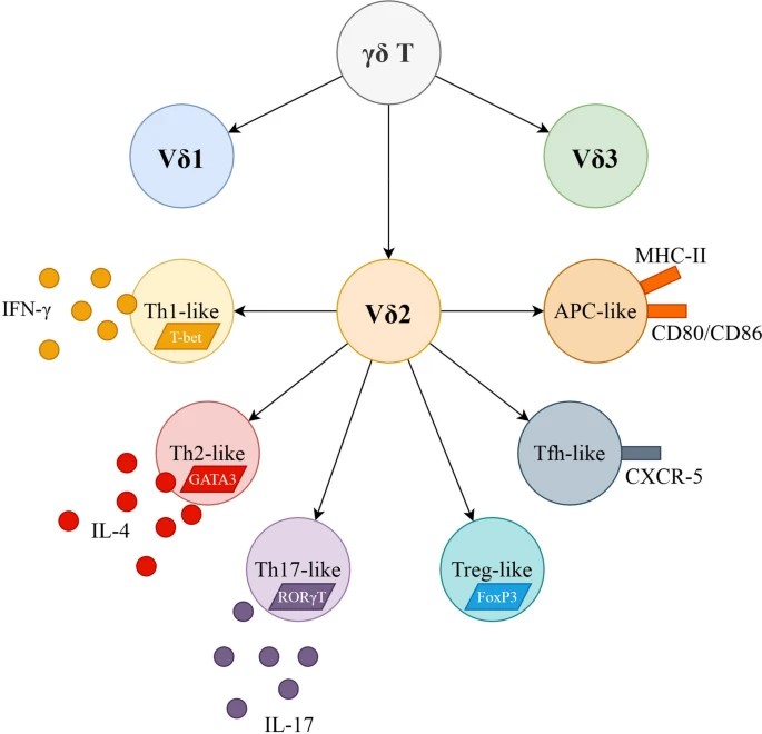 Major populations of human γδ T cells.