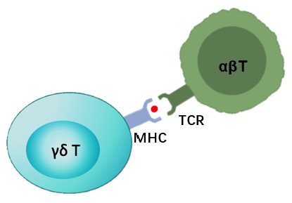 Fig.1 Antigen cross-presentation. (Creative Biolabs Original)