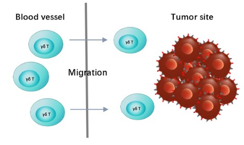 Fig.2 γδ T cells migration. (Creative Biolabs Original)