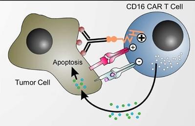 CD16 CAR-T Preclinical in vivo Assay