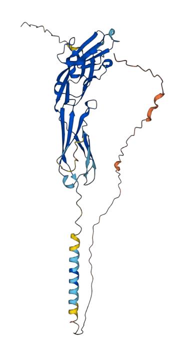 Structure of CD33
