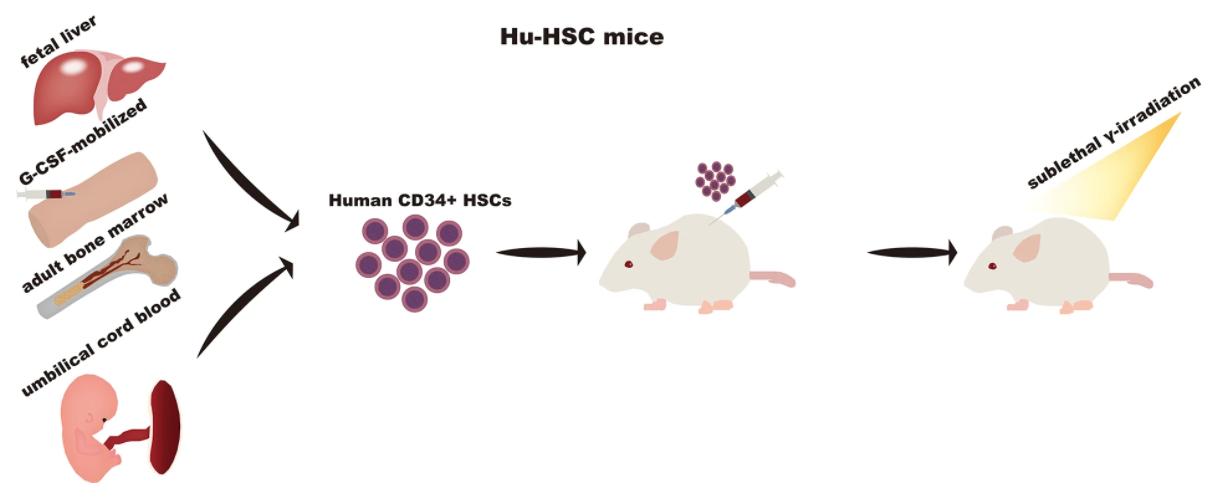 Engraftment of hematopoietic stem cells (HSCs) into NSG mice.