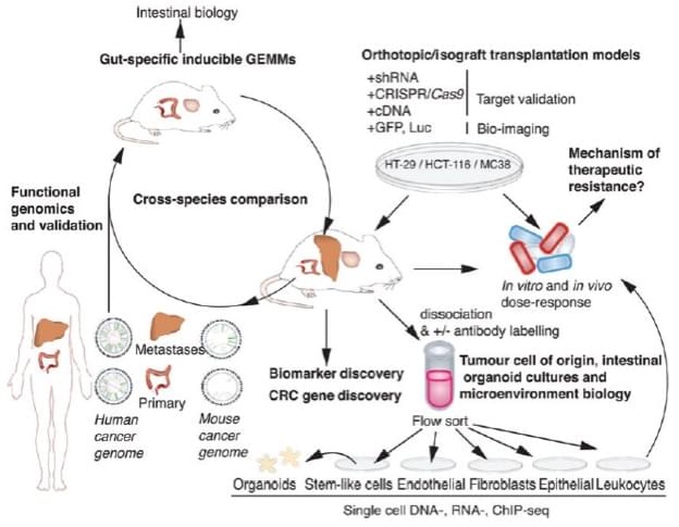Mouse models of advanced colorectal cancer as research and preclinical tools