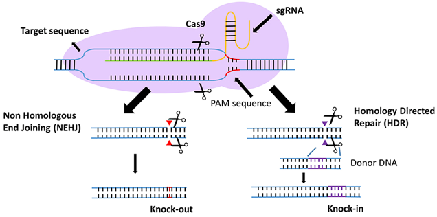 Schematic of CRISPR gene-editing system.