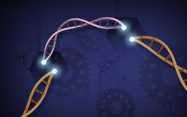 CRISPR-edited CAR Cell Technology (Creative Biolabs Authorized)
