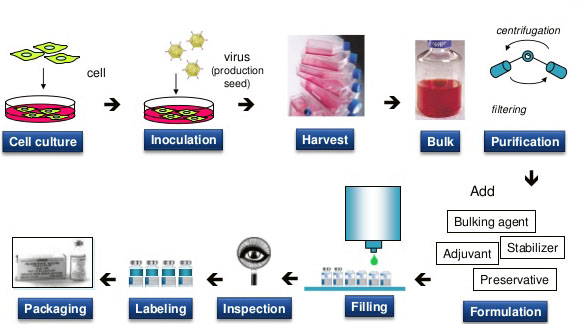 Structure and function of the TCR