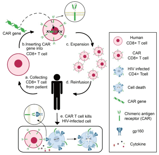 Introduction of the CAR T-cell therapy for HIV infection (Qi, et al., 2020)