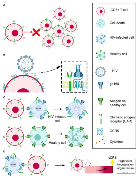 Obstacles in the development of HIV-specific CAR-T therapies. (Qi, et al., 2020)
