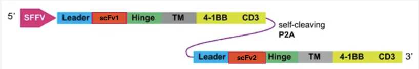 Fig.1 Introduction of cCAR. (Petrov, et al., 2018)