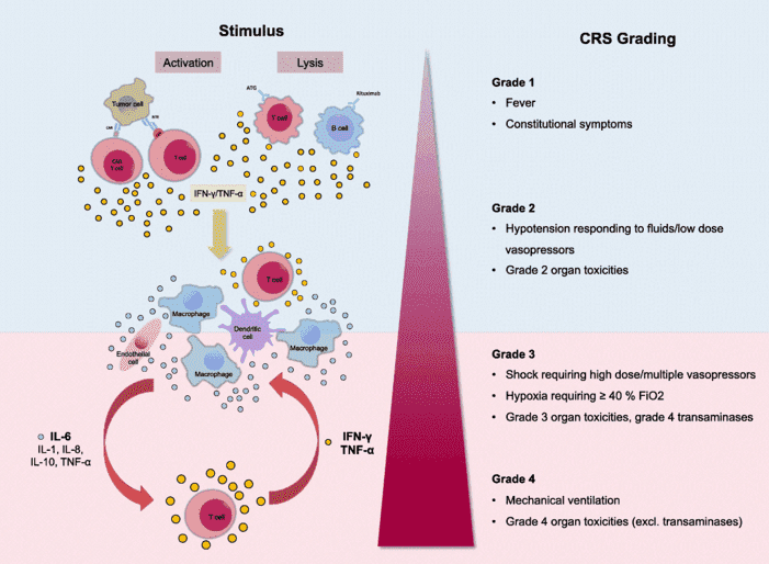 Proposed pathomechanism of CRS. 