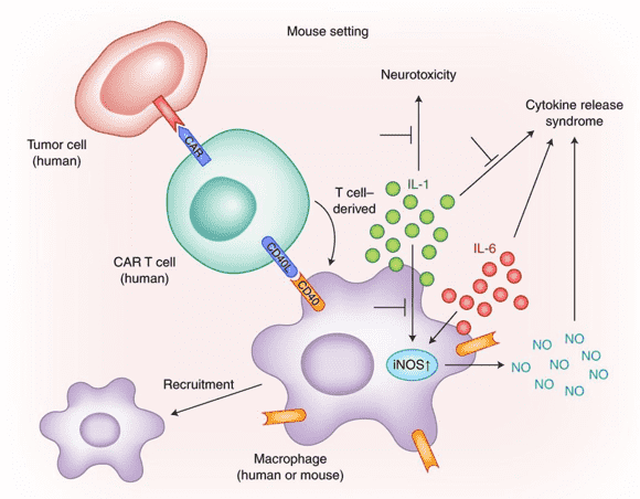 Blocking cytokines to suppress the neurotoxicity and cytokine release syndrome.