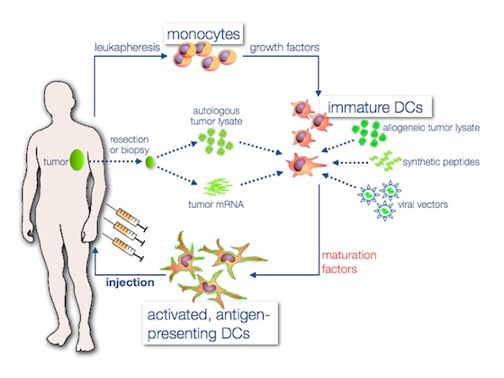 Dendritic Cell Vaccine Development Services