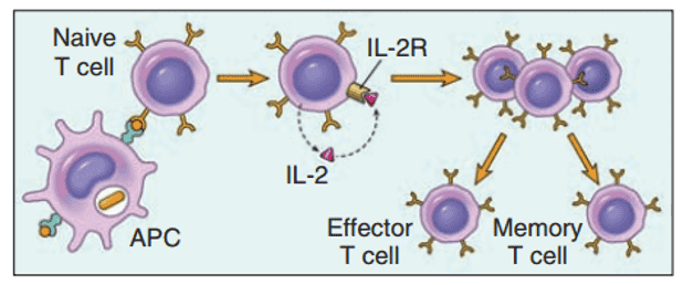 T cell response - proliferation and differentiation