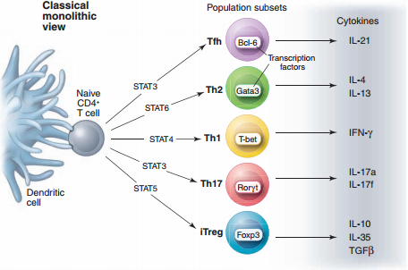 Schematic representation of various T cell subsets