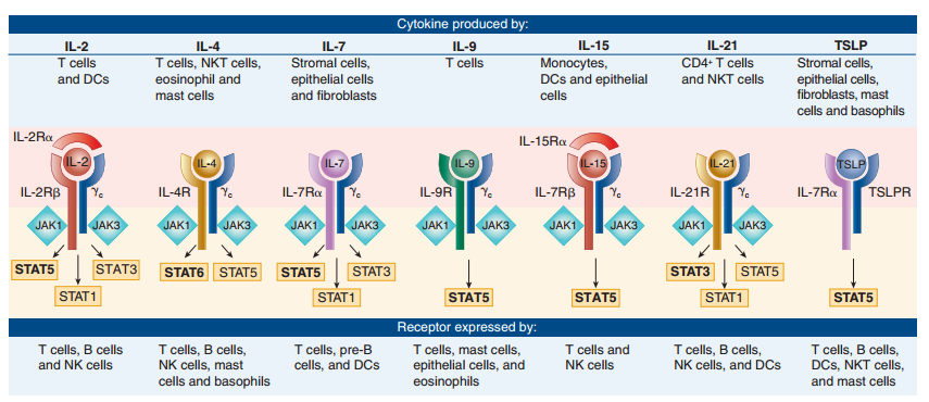 Different functional cytokines
