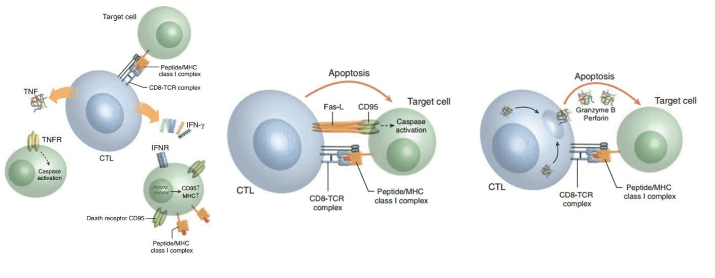 CTL-mediated cytotoxicity