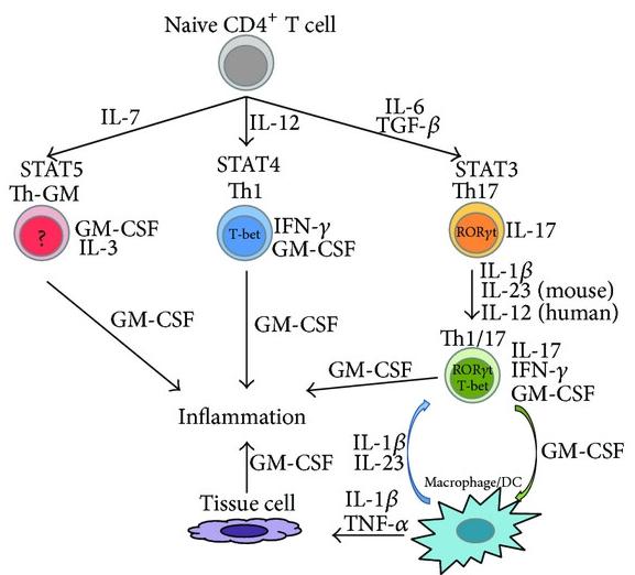 GM-CSF blockade inhibits CRS, neuroinflammation and enhances CAR-T cell effector function.