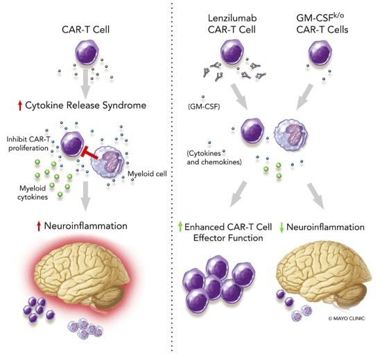 GM-CSF blockade inhibits CRS, neuroinflammation and enhances CAR-T cell effector function.
