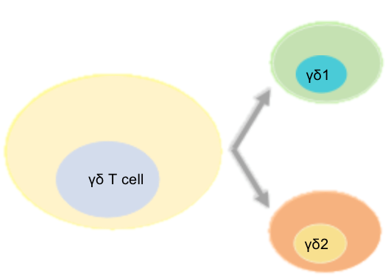 Gamma Delta (γδ) T Cell Platform at Creative Biolabs. (Creative Biolabs Original)