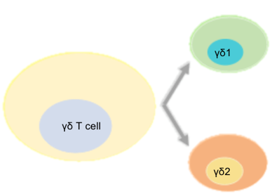 Gamma Delta (γδ) T Cell Platform