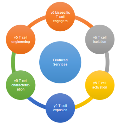 Custom Gamma Delta (γδ) T cell Development Service at Creative Biolabs. (Creative Biolabs Original)
