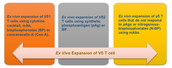 Method of ex vivo expansion of γδ T cells. (Creative Biolabs Original)
