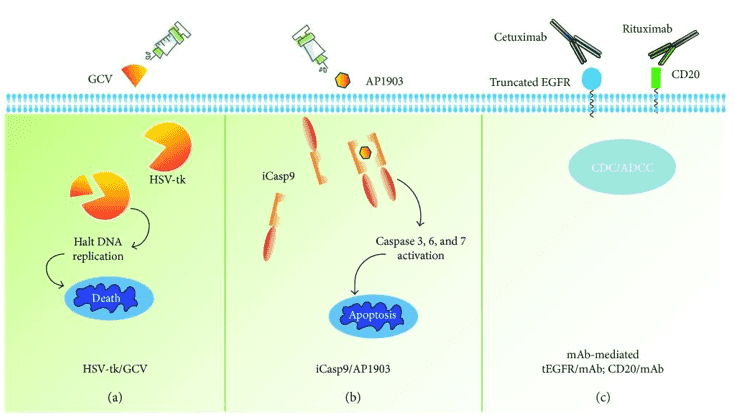 Approaches of overcoming toxicities by the suicide gene co-expression in T cells.