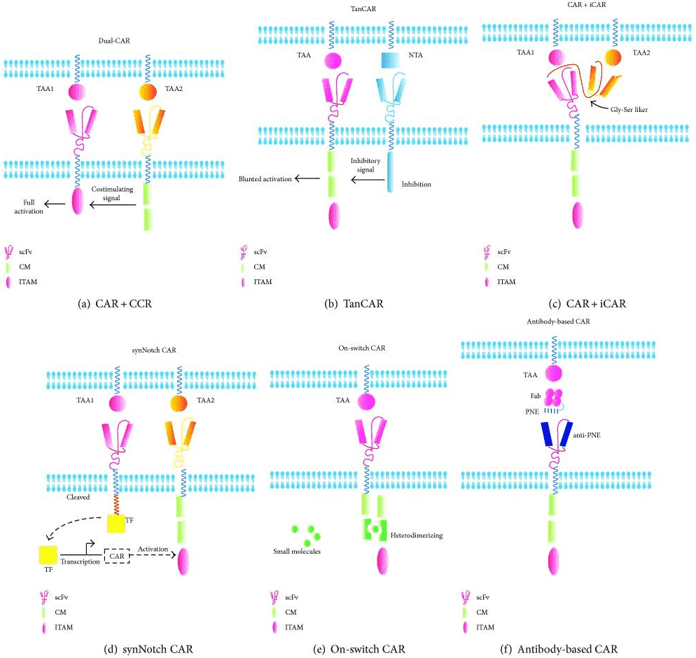 Targeted activation strategies for T cells to overcome toxicities.
