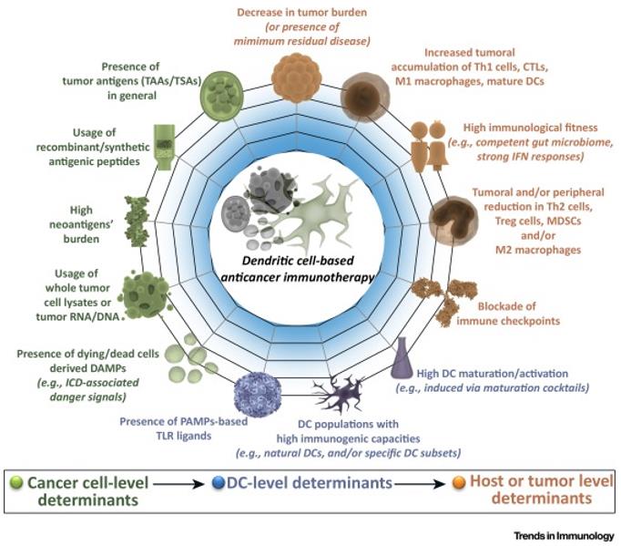 Genetically Engineered Dendritic Cells in Cancer Treatment