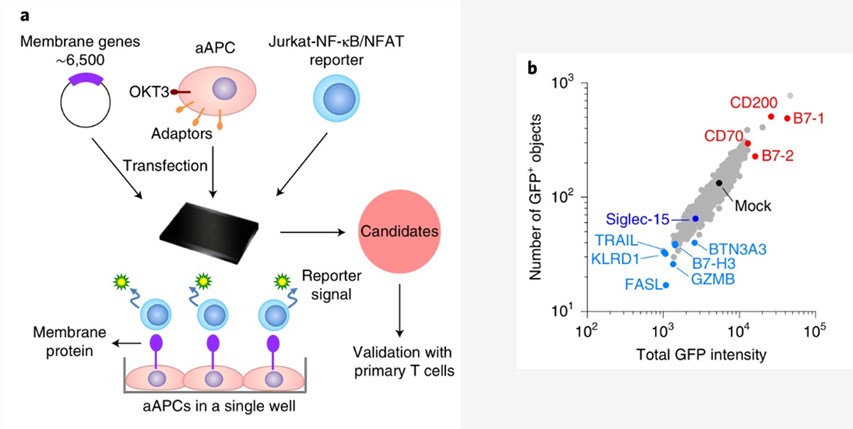 The principle of T cell activity array (TCAA) screening.