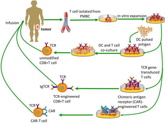 Tumor-specific T-cell-based immunotherapy