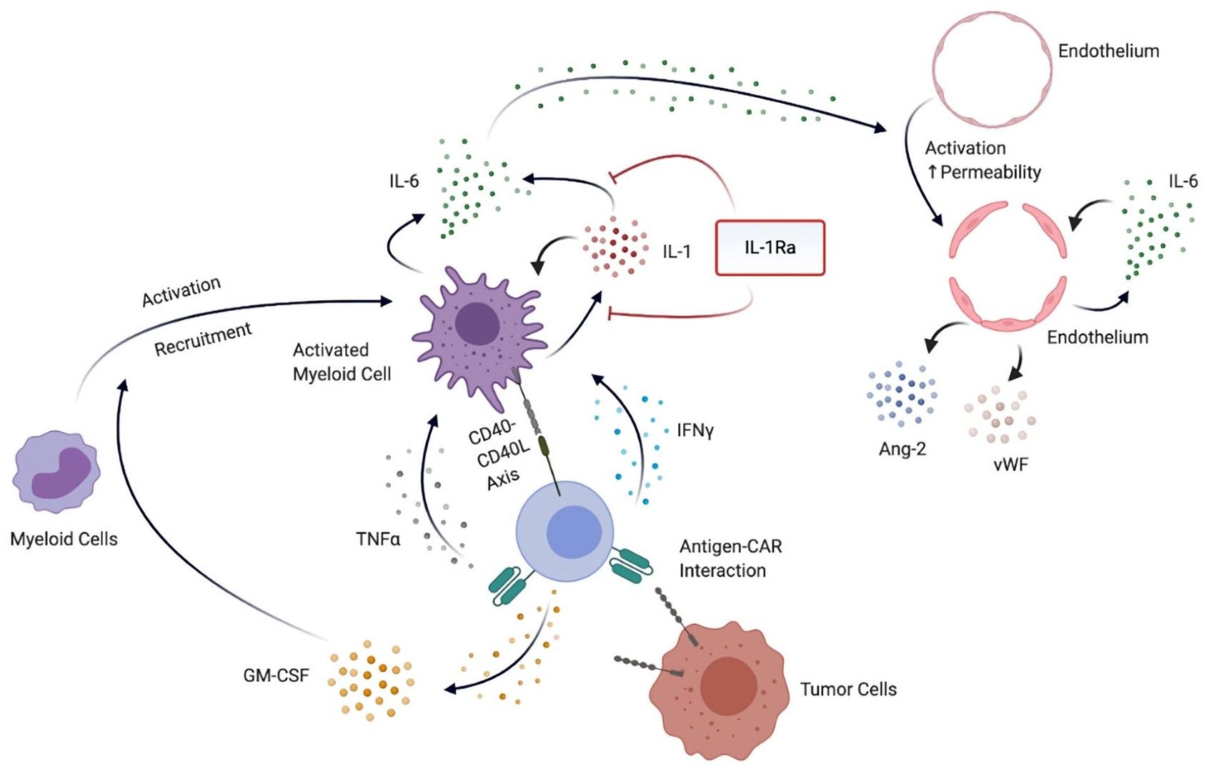 Blocking IL-1/IL-1R to inhibit CRS and neurotoxicity.