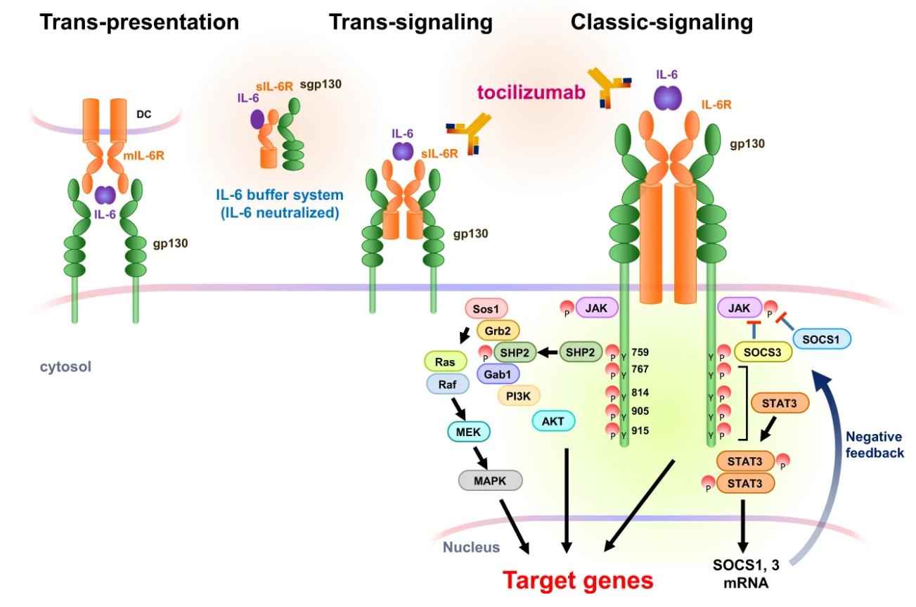 Several modes of IL-6 receptor signaling.