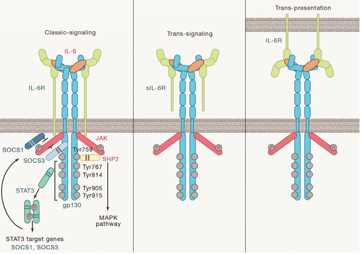 Several modes of IL-6 receptor signaling.