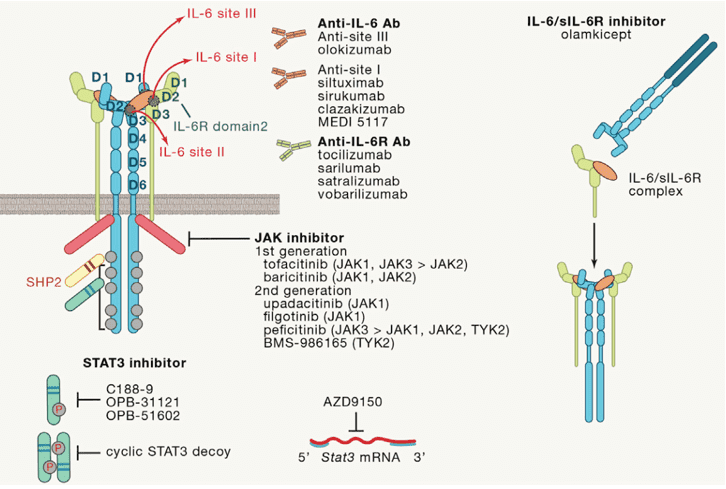 Extracellular and intracellular inhibitors for IL-6 signaling.