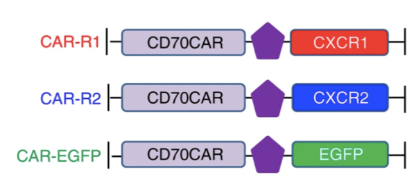 Example schematic of CD70-specific IL-8R-modified CAR