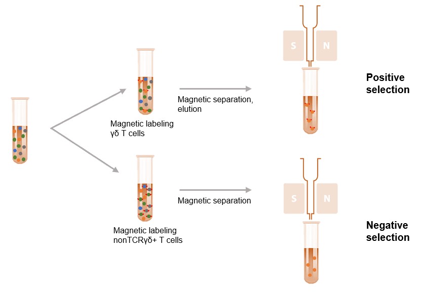 Isolation of γδ T Cell by MACS.