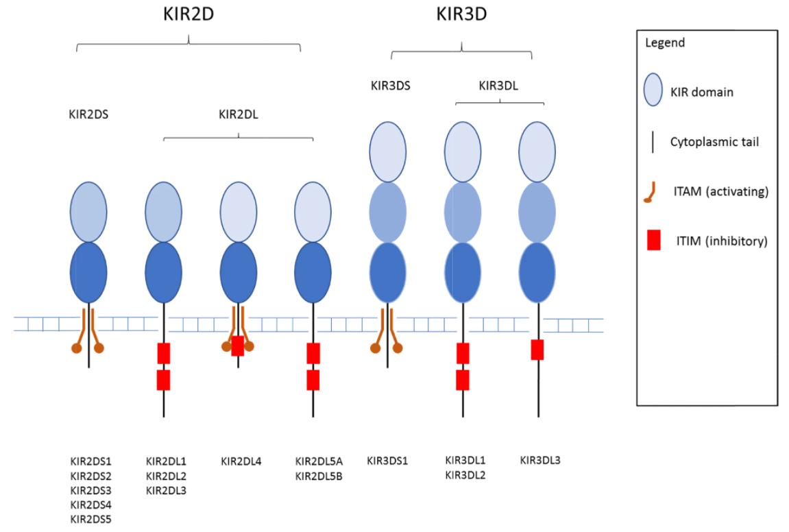 KIR proteins.
