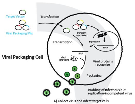 GMP Production for CAR-T Products.