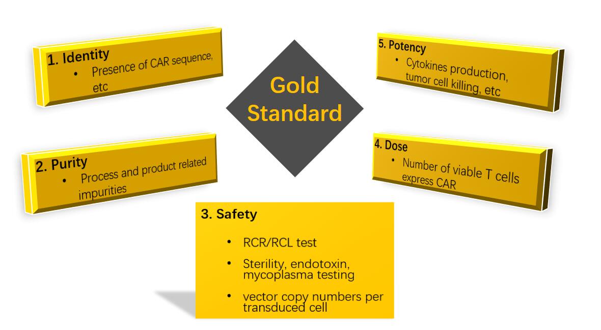 GMP Production for CAR-T Products.