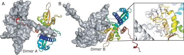 Structures of the two possible dimmers of MAGEA3