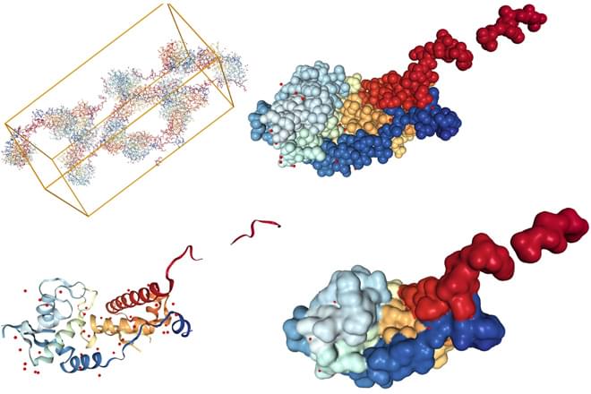 Structures of MAGEA4