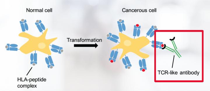 MHC/Peptide Complex Production for TCR-Like Antibody Discovery