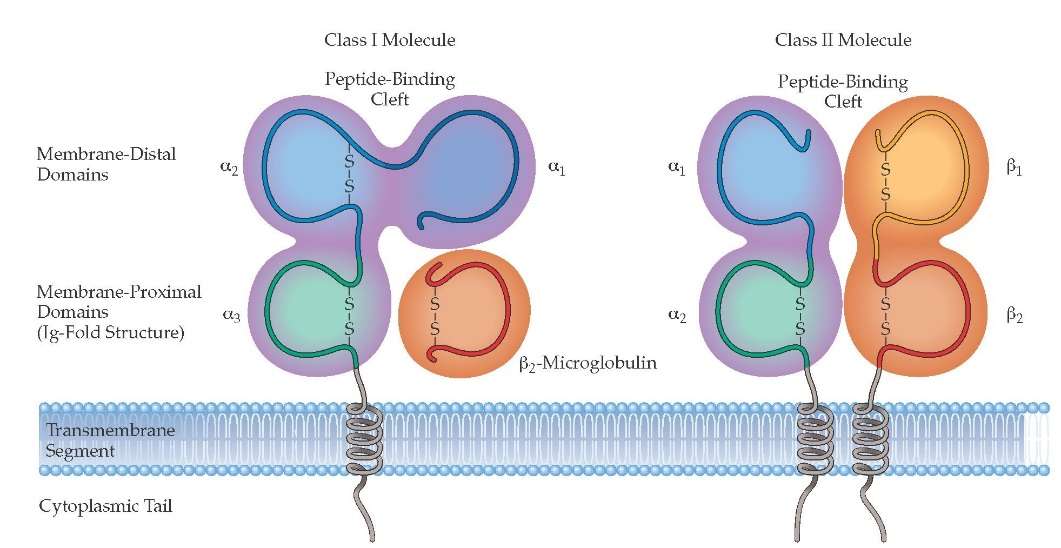 Difference between two kinds of MHC proteins. 