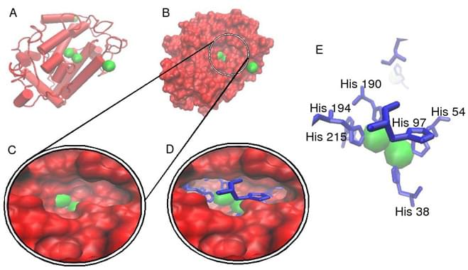 Melanoma antigen tyrosinase (TYR)