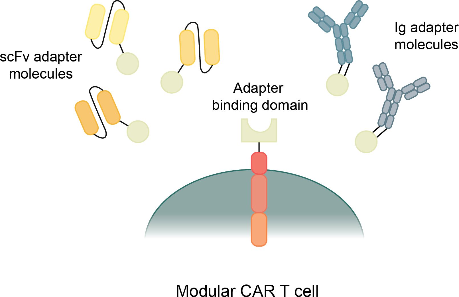 Fig.1 The modCAR & CAR-adaptor at Creative Biolabs. (Darowski, et al., 2019)