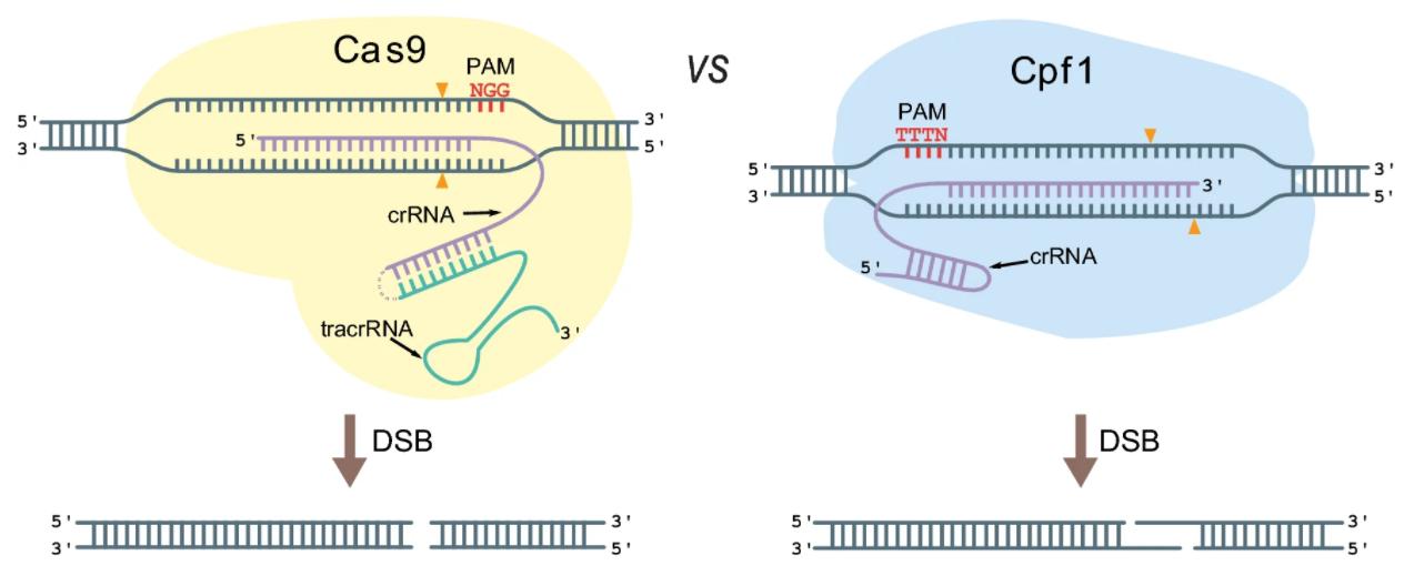 Cas9 and Cpf1 system. (Creative Biolabs original)