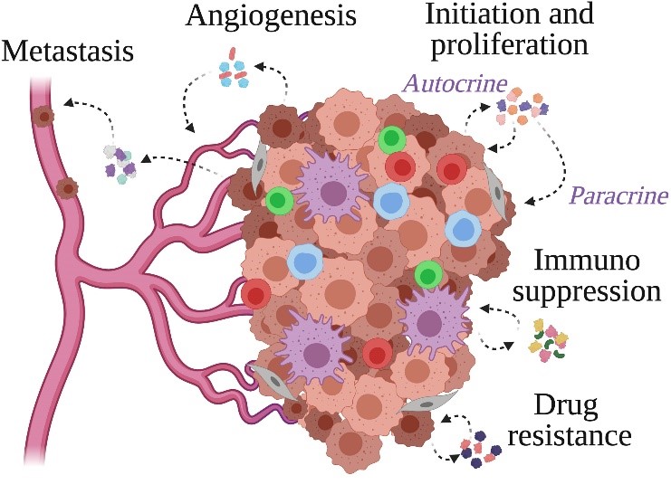 Cytokine actions within the TME. 