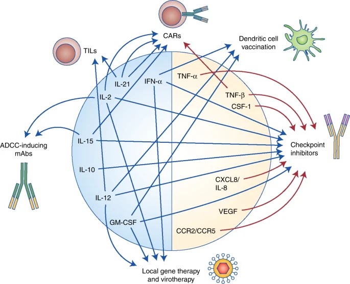 Potential combinations of cytokine-based drugs with other modalities of cancer immunotherapy.
