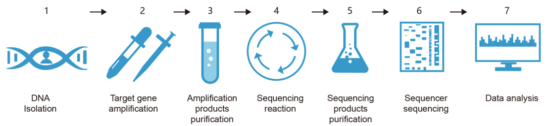 Fig.2 Our mouse H2 genotyping service process. (Creative Biolabs Original)